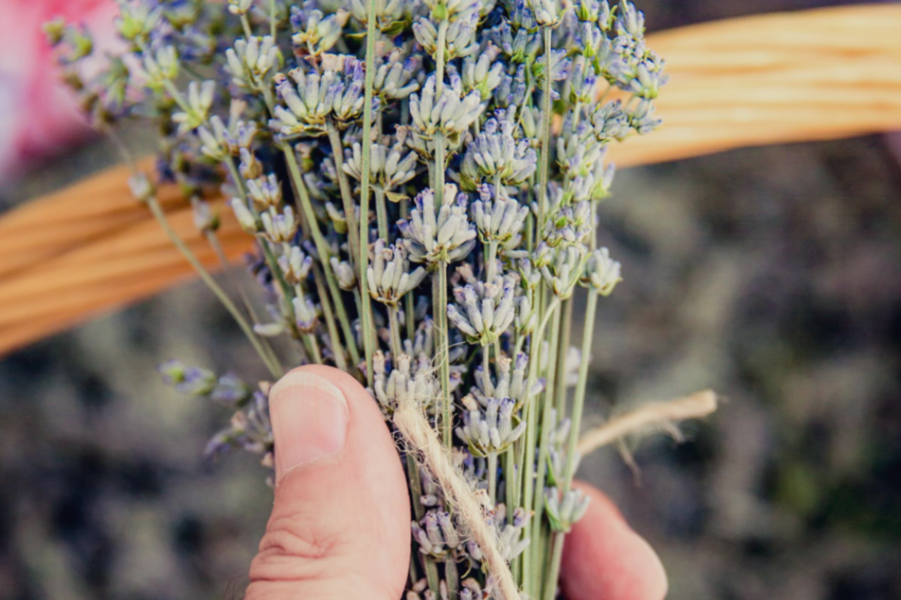 Blue Sage Spiritual & Medicinal Benefits