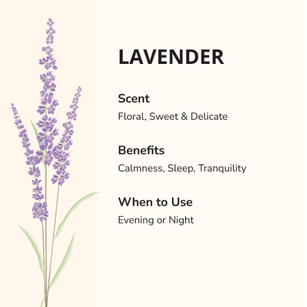 LAVENDER - Image 2
